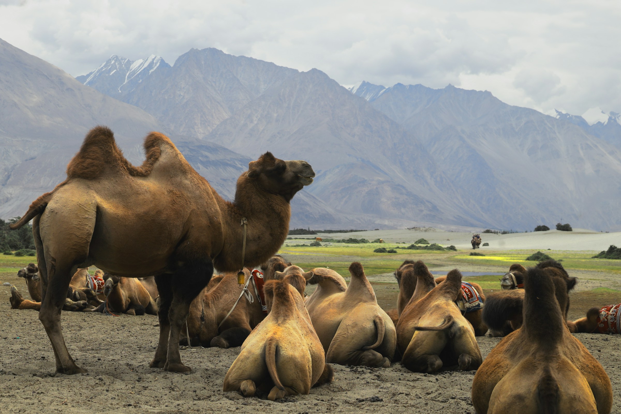 Sand dunes and mountains of the Nubra Valley, Ladakh